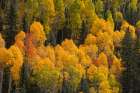 USA, Colorado, San Juan National Forest. Autumn colors in forest. Art Print